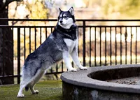 California Canine photography