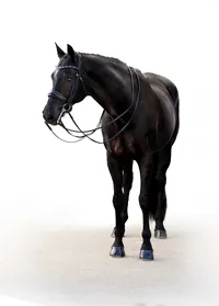 Fine art equine portrait take at horse shows in California Kendra Evans Photography