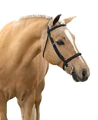 White Background Equine Portraits
