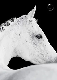 Horse In California photographed with a black background