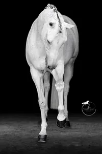 Horse In California photographed with a black background