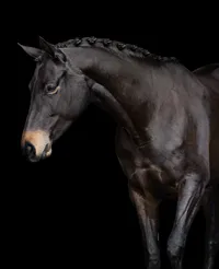 Horse In California photographed with a black background