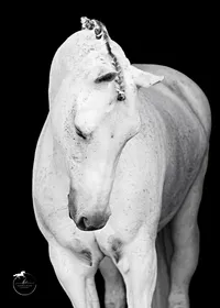 Horse In California photographed with a black background