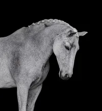 Horse In California photographed with a black background