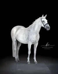 Horse In California photographed with a black background