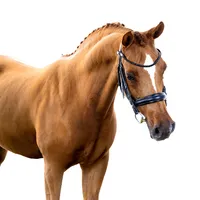 Fine art equine portrait take at horse shows in California Kendra Evans Photography
