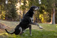 California Canine photography