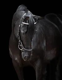 Horse In California photographed with a black background