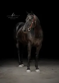 Horse In California photographed with a black background
