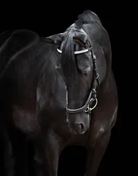 Horse In California photographed with a black background