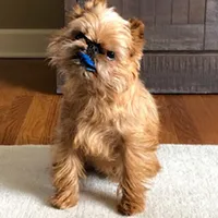 mimi