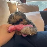 Lucy