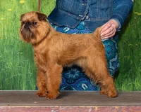 Strudel - 2025-04-10 Lebanon County KC WB & New Champion 25034B055_7715 (Dog Crop)
