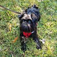 gimli