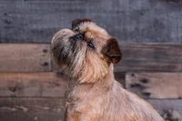 polly10