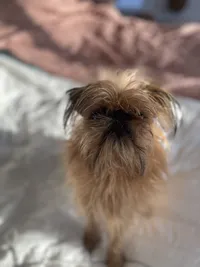 Ari2