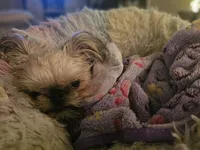 mazie grace2