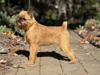 Simone
