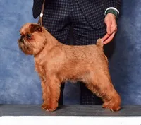 Strudel - 2025-04-05 Troy KC BOW & BOS Major 102056996-THP_9566 (Dog Crop)