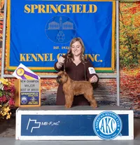 Pixie - 2025-11-23 Springfield KC - BOB Major & New Champion 103890851-THP_7354 Full Crop