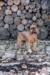 Polly2