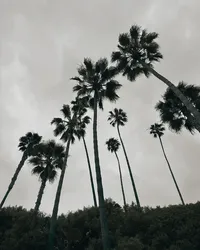 Belleza Sol - Palm IG (1)