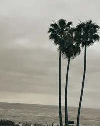 Belleza Sol - Palm IG (2)