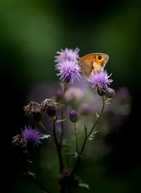 Meadow brown butterfly resting on purple wildflowers against a soft green background.