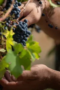 Close-up of hands examining a bunch of pinot noir grapes on the vine during the harvest at Weingut Bründlmayer.