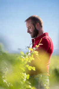 Vineyard worker tending the vines at Château Malescot St Exupéry in Margaux, Bordeaux, France.