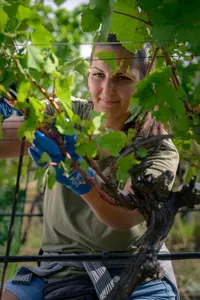 Portrait of a woman working among the grapevines during the harvest at Weingut Bründlmayer in Austria.