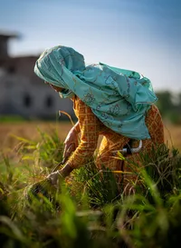 Documentary photograph of agricultural work in rural India by Simon Moore.