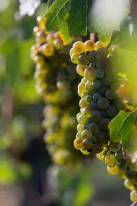brundlmayer-riesling-grapes-vineyard-simon-moore
