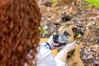 Orange Park dog featuring a tan dog with a green collar staring up at its owner with a devoted expression, her reflection faintly visible in its eyes as she holds its face close. (Photographed by Nature's Child Photography)