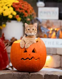 Professional photography by Nature's Child Photography: St. Johns, Halloween pet featuring a wide-eyed orange tabby cat perched inside a carved jack-o’-lantern, front paws draped over the edge as warm fall décor and firelight glow behind.