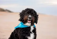 On Beach, a smiling bernedoodle puppy poses in the sand, its blue bandana visible against soft coastal light during a pet. - A portrait experience by Nature's Child Photography.