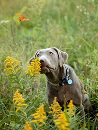 Professional photography by Nature's Child Photography: In O’Fallon, Illinois, a silver Lab puppy watches a butterfly with an exaggerated, curious expression while sitting in tall grass and bright yellow blooms.