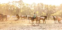 High school senior rides confidently through a sunlit field in Mandarin, framed by a herd of horses and glowing golden-hour light in a western-inspired senior photography session. - A portrait experience by Nature's Child Photography.