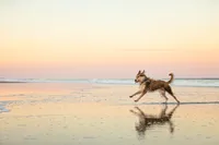 Beach pet capturing a Berger Picard mid-stride in the surf at sunset, water rippling around its paws and its reflection mirrored in the smooth sand. - A portrait experience by Nature's Child Photography.