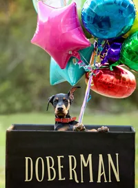 Professional photography by Nature's Child Photography: In Middleburg, a Doberman puppy rests its paws on the edge of a black box with bright balloons tied above, photographed for a “welcome to our family” dog announcement.