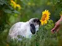 In Callahan, a lop-eared brown and white rabbit pauses in the grass at a sunflower farm, gazing curiously at a bright sunflower held gently by its owner just beside its face. (Photographed by Nature's Child Photography)