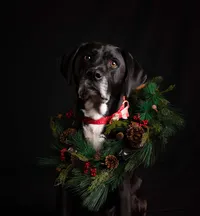 In Mandarin, Florida a black Labrador mix looks slightly upward during a holiday studio, an evergreen wreath with pinecones and red berries draped around its neck. (Photographed by Nature's Child Photography)