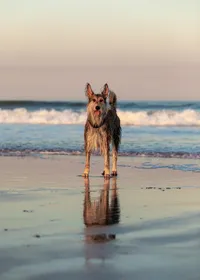 Professional photography by Nature's Child Photography: A Berger Picard stands confidently at the shoreline, wiry coat damp and ears upright, gazing forward as waves break in the distance.