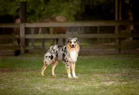 Jacksonville, FL portrait session capturing Orange Park dog capturing a blue merle Australian Shepherd posed in a pasture on a horse farm, ears perked and tongue slightly out.
