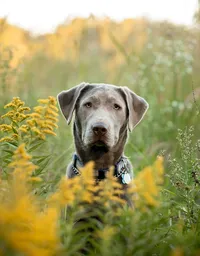Ponte Vedra portrait session capturing In O’Fallon, Illinois, a silver Lab puppy sits surrounded by golden blooms, ears relaxed and gaze steady during an outdoor dog portrait session.