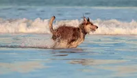 Jacksonville dog photographer capturing a Berger Picard running full speed in the shoreline surf, water spraying around its legs as it bounds forward with joyful energy. - A portrait experience by Nature's Child Photography.