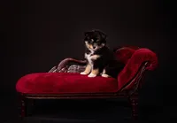 In Mandarin, a fluffy pomsky puppy poses on a red velvet chaise lounge during a professional studio pet. - A portrait experience by Nature's Child Photography.