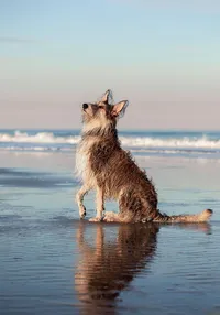 Professional photography by Nature's Child Photography: Beach dog of a Berger Picard seated at the shoreline, ears perked and gaze lifted upward, reflected in the smooth wet sand beneath.