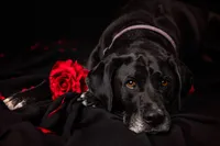 Jacksonville, FL portrait session capturing In Mandarin, a black Lab rests against a dark backdrop for a Valentine’s Day pet, looking straight into the camera with steady amber eyes while a red rose adds a dramatic contrast.