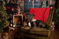 Professional photography by Nature's Child Photography: in Mandarin, holiday pet capturing a a chocolate brown pit bull lying on a velvet armchair with a red blanket, vintage toys and seasonal decorations arranged behind.